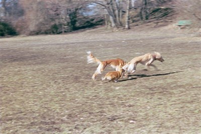 Salukis and Sheltie running together