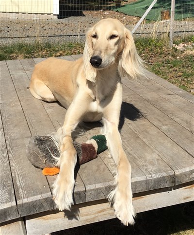 Eudora and duck toy