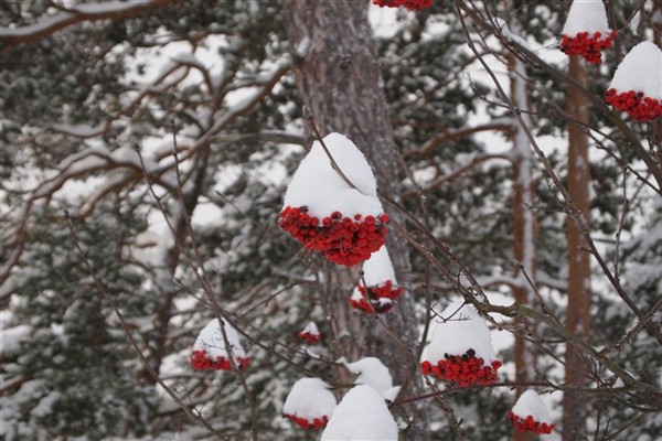 Rönnbör med toppluvor av snö